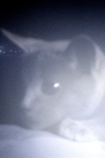 Locandina di Somos animales