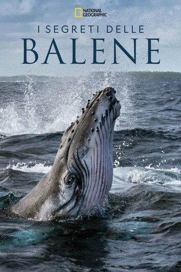 Locandina di I Segreti delle Balene