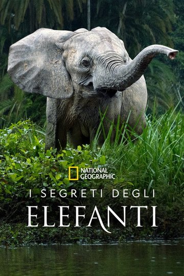Locandina di I segreti degli elefanti