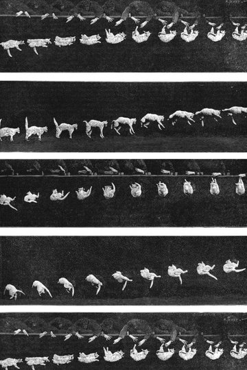 Locandina di Prof. Welton's Boxing Cats