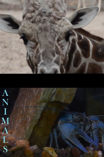 Locandina di Animals