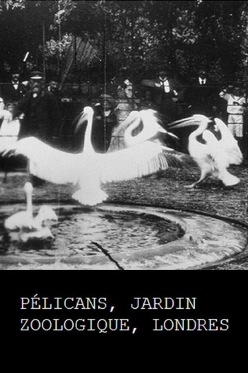Locandina di Pélicans